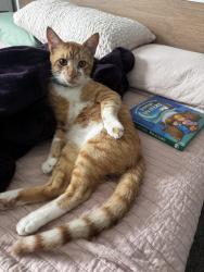 Lost Male Cat last seen Crawford Avenue, Ann Street, Portsmouth, VA 23704