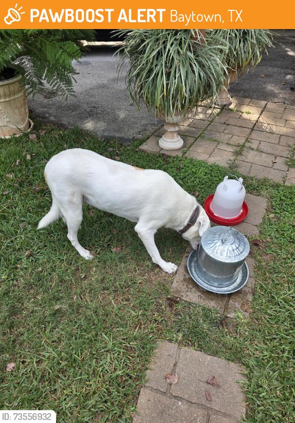 Found/Stray Female Dog last seen Barkaloo Rd Baytown texas, Baytown, TX 77521