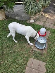 Found/Stray Female Dog last seen Barkaloo Rd Baytown texas, Baytown, TX 77521