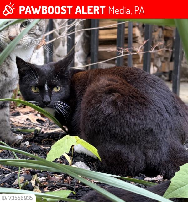 Lost Female Cat last seen Rose Tree Park, Media, PA, Media, PA 19063