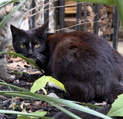 Lost Female Cat last seen Rose Tree Park, Media, PA, Media, PA 19063