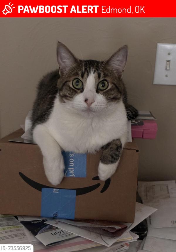 Lost Male Cat last seen Chateau addition, Kelly and Edmond Rd, Edmond, OK 73003