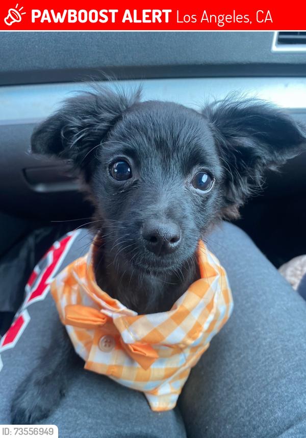 Lost Male Dog last seen Norris/Polk, Los Angeles, CA 91342