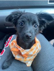 Lost Male Dog last seen Norris/Polk, Los Angeles, CA 91342