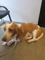 Lost Female Dog last seen Old sugar creek and Schumacher, High Ridge, MO 63049
