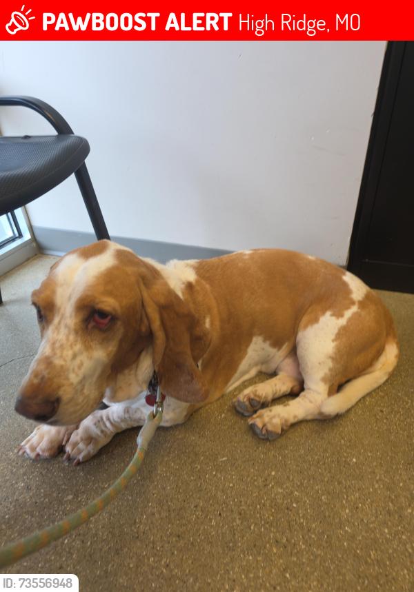 Lost Female Dog last seen Old sugar creek and Schumacher, High Ridge, MO 63049