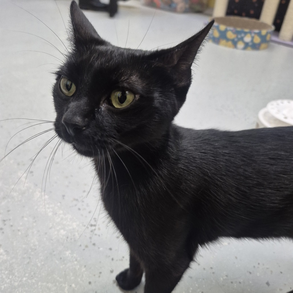 Shelter Stray Female Cat last seen , 124 Evergreen Ave, Newark, NJ 07114, USA