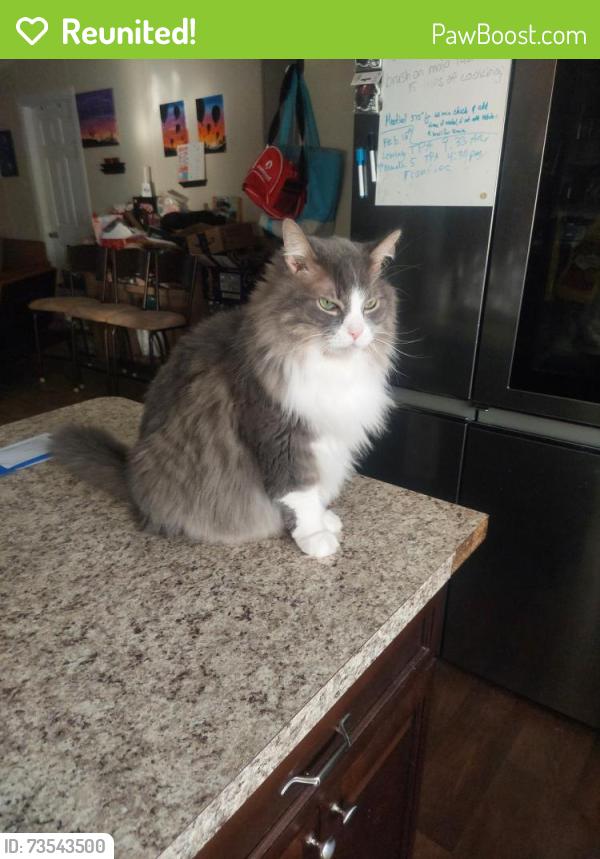Reunited Male Cat last seen North Irving Park, Hernando, FL 34442