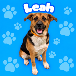 Shelter Stray Female Dog last seen , 2350 Appling City Cove, Memphis, TN 38133, USA