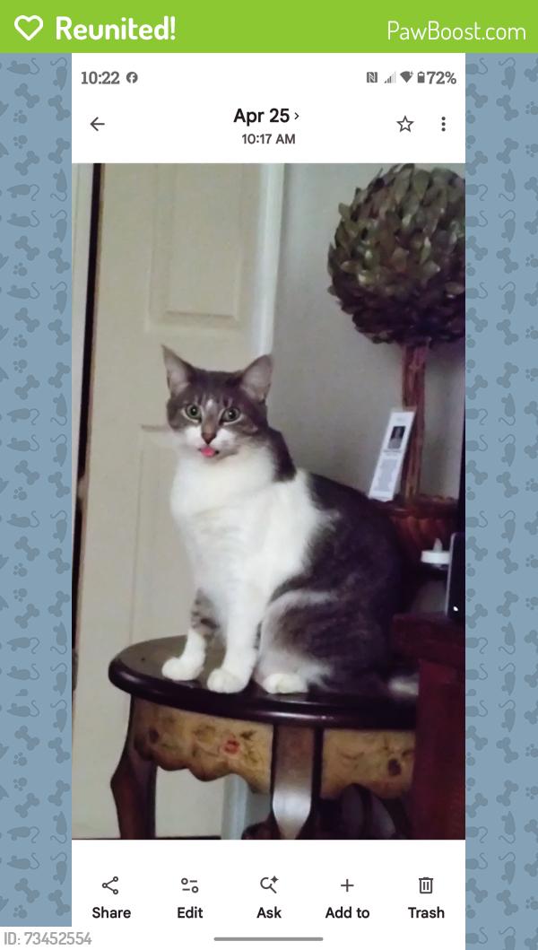 Reunited Male Cat last seen N Collingwood & Coughlin, Syracuse, NY 13206