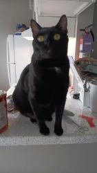 Lost Male Cat last seen HEB parkinglot, Lake Jackson, TX 77566