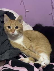 Lost Male Cat last seen Near Argyle St N, Regina, Regina, SK S4X 0L9