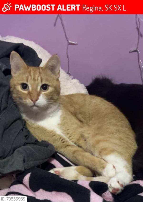 Lost Male Cat last seen Near Argyle St N, Regina, Regina, SK S4X 0L9