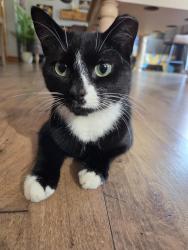 Reunited Female Cat last seen Lakenheath, Lakenheath, England 