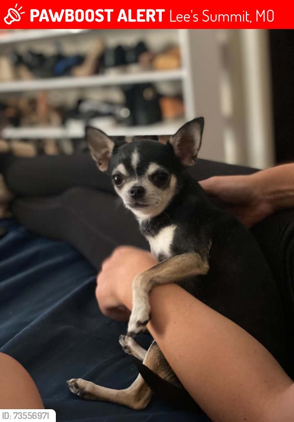 Lost Female Dog last seen SW Pinetree Ln, Lee's Summit, MO 64063