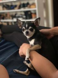 Lost Female Dog last seen SW Pinetree Ln, Lee's Summit, MO 64063