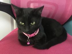 Reunited Female Cat last seen Dallas tx 75227, Dallas, TX 75227