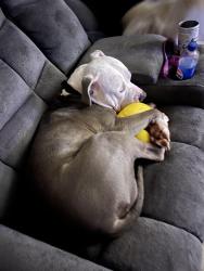 Lost Male Dog last seen Lackey road, Vale, NC 28168