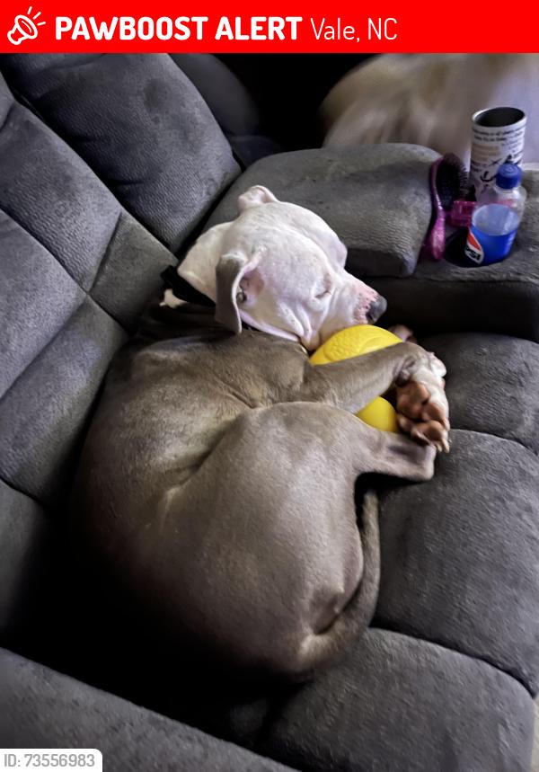 Lost Male Dog last seen Lackey road, Vale, NC 28168