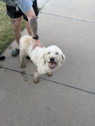 Found/Stray Unknown Dog last seen 178th and Penn, Edmond, OK 73012