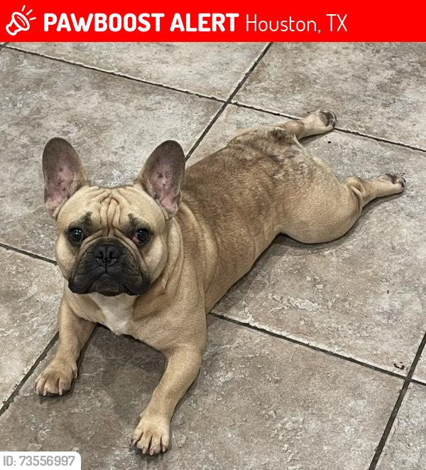 Lost Male Dog last seen River garden, Houston, TX 77095