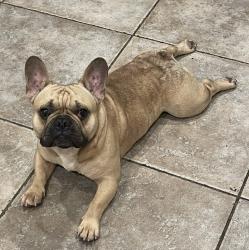 Lost Male Dog last seen River garden, Houston, TX 77095
