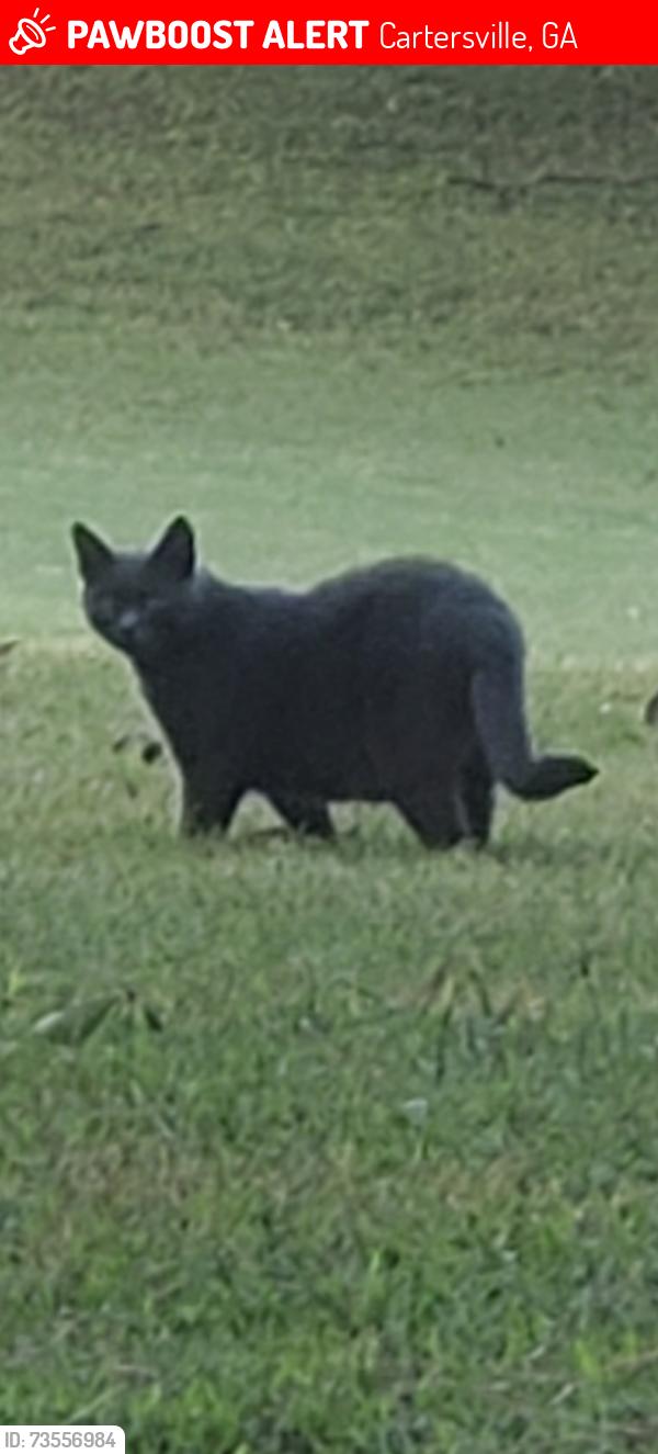 Lost Male Cat last seen Gilreath Rd., Cartersville, GA 30121