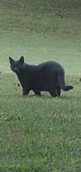 Lost Male Cat last seen Gilreath Rd., Cartersville, GA 30121