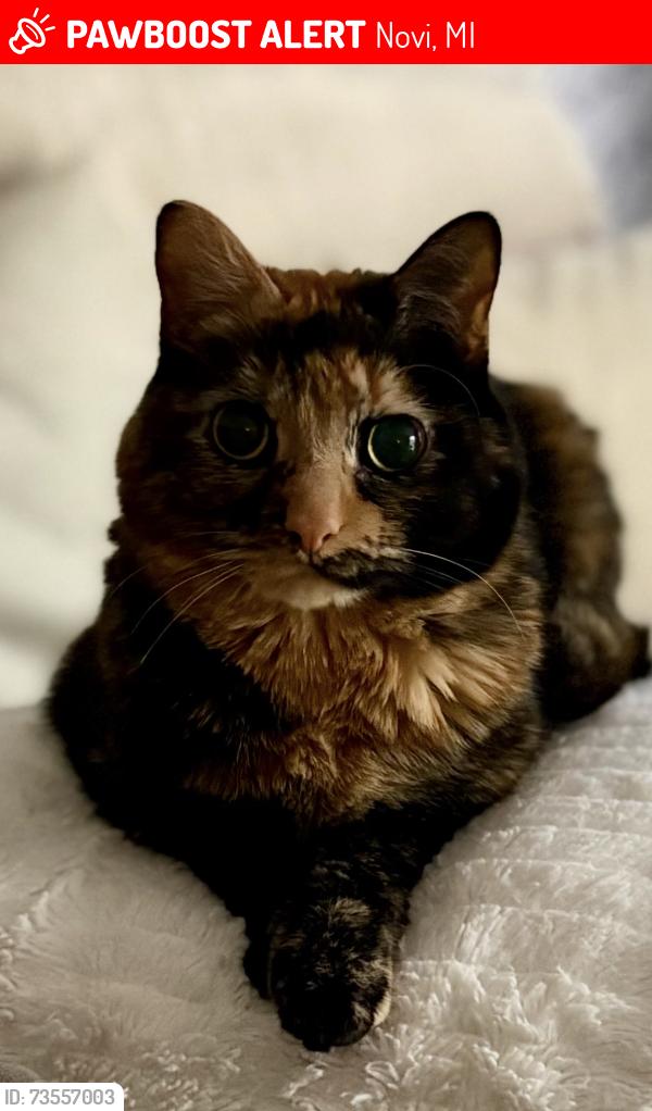 Lost Female Cat last seen Taft and 11 mile road, Novi, MI 48375