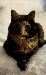 Lost Female Cat last seen Taft and 11 mile road, Novi, MI 48375