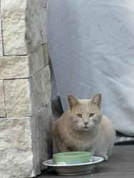 Found/Stray Unknown Cat last seen Fawn Meadow lane, Buena Vista, South Lebanon, OH 45065