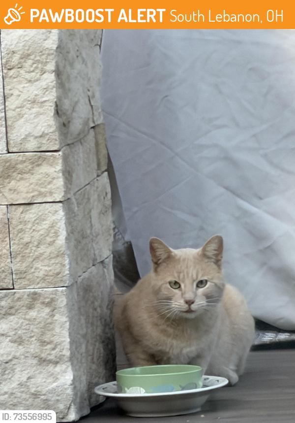 Found/Stray Unknown Cat last seen Fawn Meadow lane, Buena Vista, South Lebanon, OH 45065