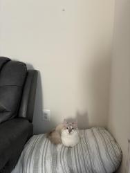 Lost Female Cat last seen Vernon st, Chantilly, VA 20151