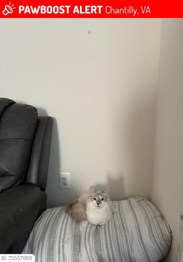 Lost Female Cat last seen Vernon st, Chantilly, VA 20151