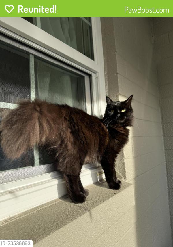 Reunited Female Cat last seen Clear way, Orlando, FL 32805