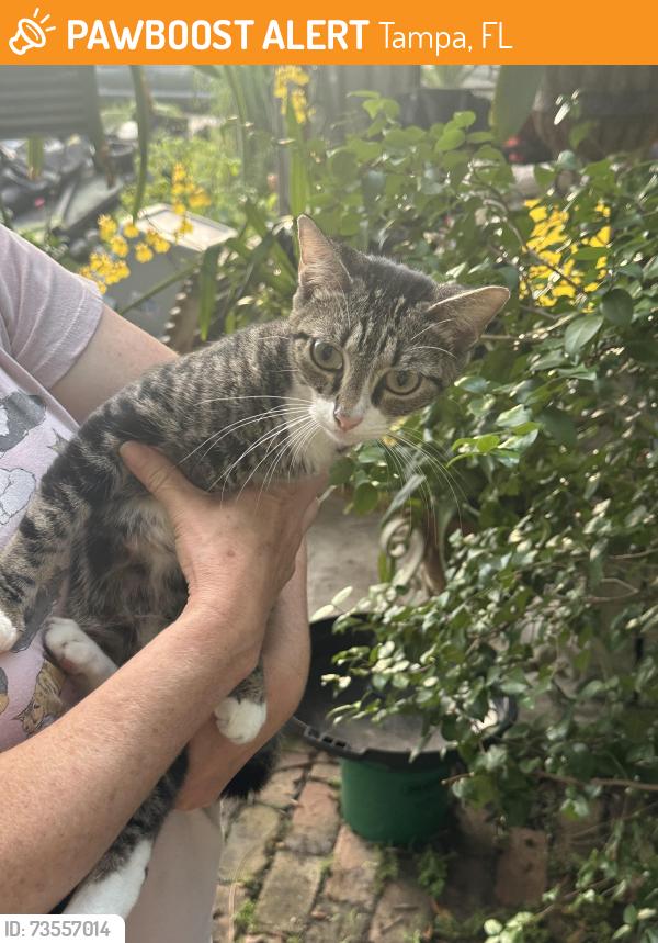 Found/Stray Female Cat last seen Temple Park Drive, Tampa, FL 33637