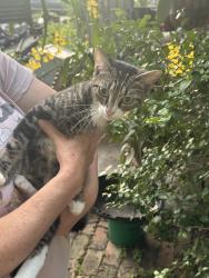 Found/Stray Female Cat last seen Temple Park Drive, Tampa, FL 33637