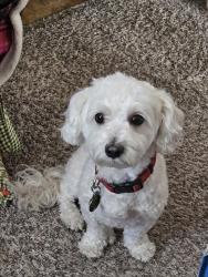 Lost Male Dog last seen 75th ave and Broadway, New York, NY 10023