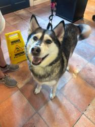 Reunited Female Dog last seen Berry Ln, Berry Ln,  27233