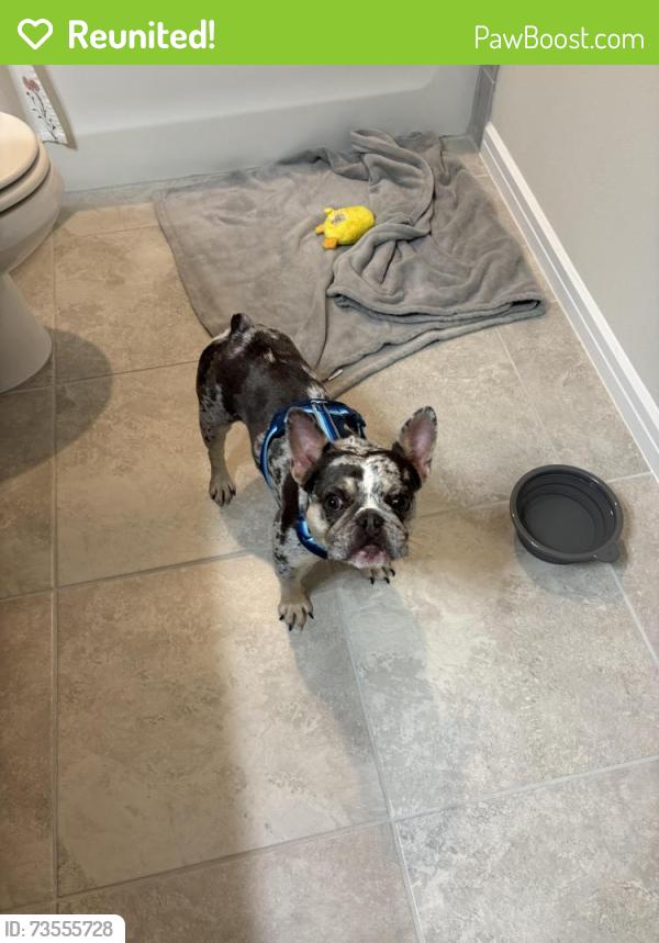 Reunited Female Dog last seen Agrigento St + Syracuse Dr, Agrigento St,  34711
