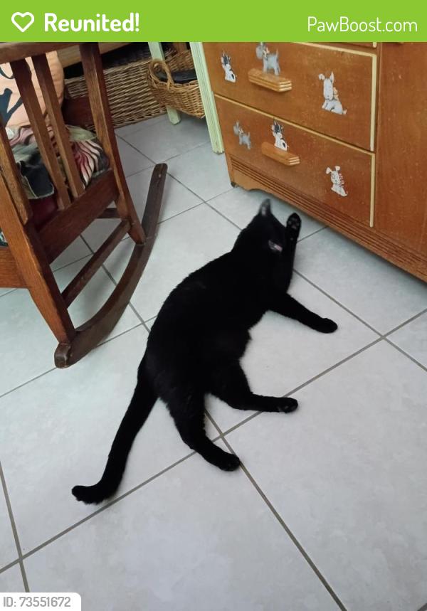Reunited Male Cat last seen Pinewood cndmnium Community, Lehigh Acres, FL 33936