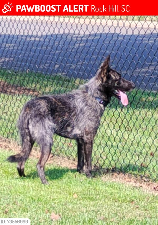 Lost Male Dog last seen Cowan Farm apmt corner of Anderson & Springteen Rock HIll, SC 29730, Rock Hill, SC 29730