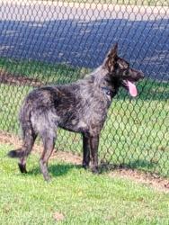 Lost Male Dog last seen Cowan Farm apmt corner of Anderson & Springteen Rock HIll, SC 29730, Rock Hill, SC 29730