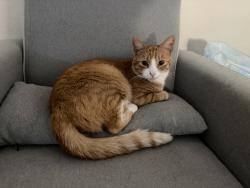 Lost Male Cat last seen Sonsilla Lane, San Ramon, CA 94582