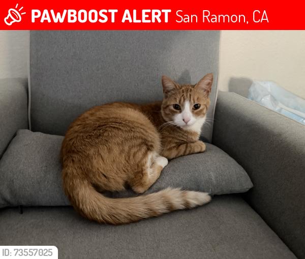 Lost Male Cat last seen Sonsilla Lane, San Ramon, CA 94582