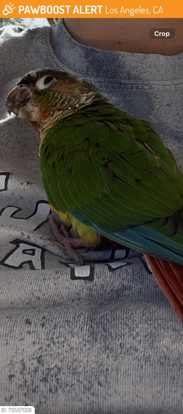 Found/Stray Unknown Bird last seen Mt Washington, Los Angeles, CA 90065