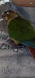 Found/Stray Unknown Bird last seen Mt Washington, Los Angeles, CA 90065