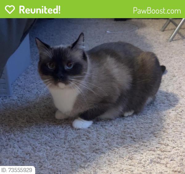Reunited Female Cat last seen Near Freddy’s on 47th Ave, Greeley, CO 80634