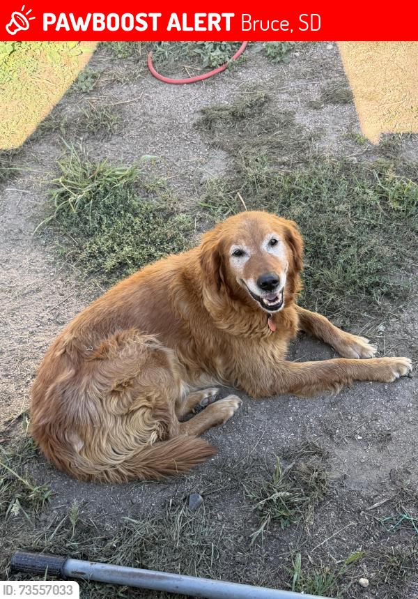 Lost Female Dog last seen North of East Lake Oakwood 1/2 mile, Bruce, SD 57220