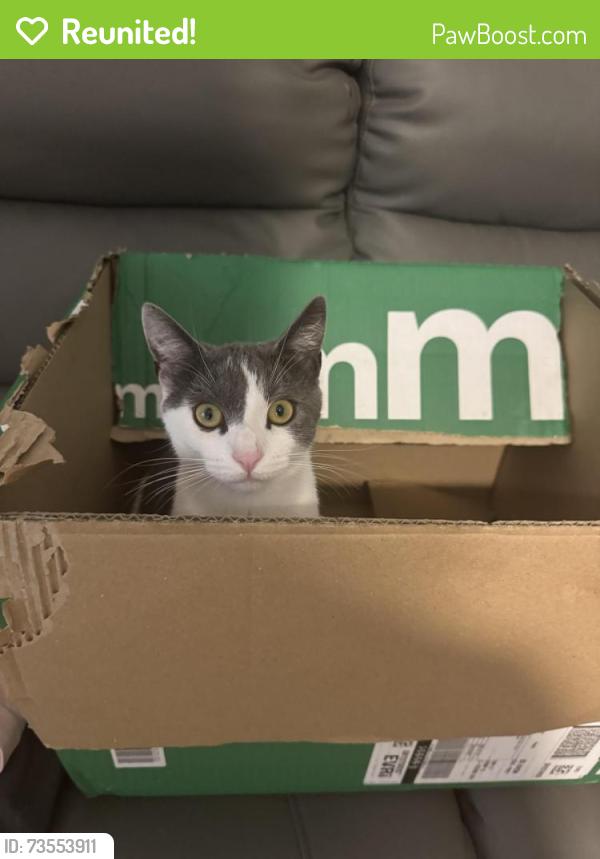 Reunited Male Cat last seen Spar, Chipping Sodbury, England BS37 6AH